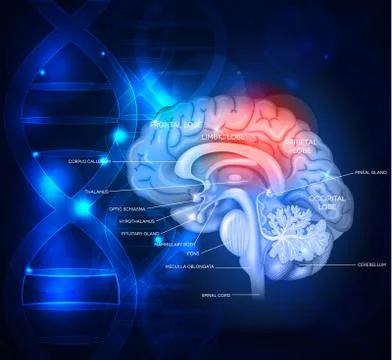 Human brain treatment Stock Illustration