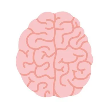 Human brain, two hemispheres, top view. Vector illustration isolated on whi.. Stock Illustration