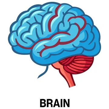 Human brain vector icon Stock Illustration
