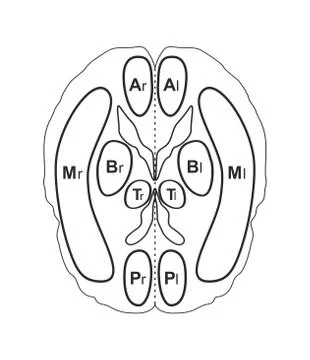 Human brain vector illustration isolated on white Stock Illustration