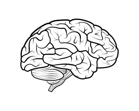 Human Brain Vector Illustration Outline Stock Illustration