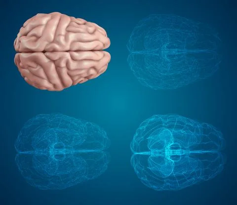Human brain. Vector set in different styles. meshe Stock Illustration