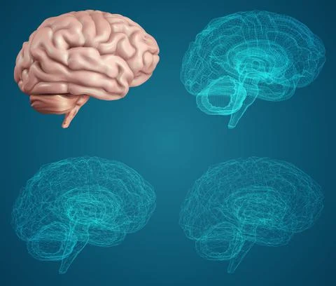 Human brain. Vector set in different styles. meshe Stock Illustration