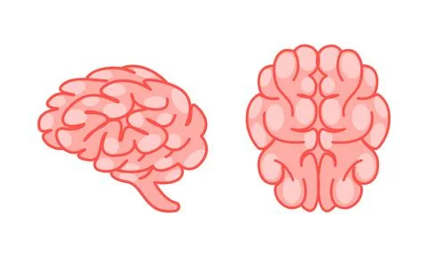 Human brain viewed from the side and top, in soft pink tones, representing the Stock-Illustration