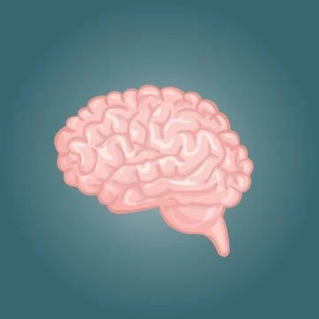 Human brain views. Top, frontal, side, three-quarter. Flat vector icons Stock Illustration