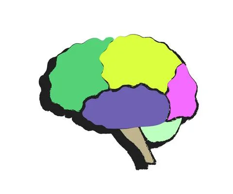 Human brain on a white background. Areas of the brain. Cartoon. Stock Illustration