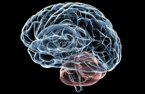 Human Brain X-Ray Stock Illustration