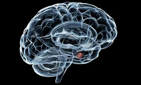 Human Brain X-Ray Stock Illustration