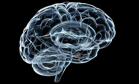 Human Brain X-Ray イラスト素材