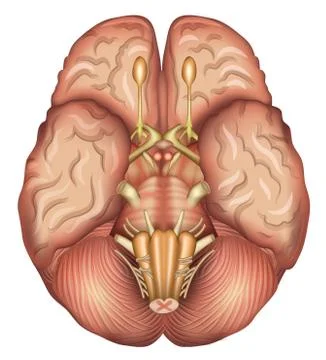 Human brains base Illustrazione stock