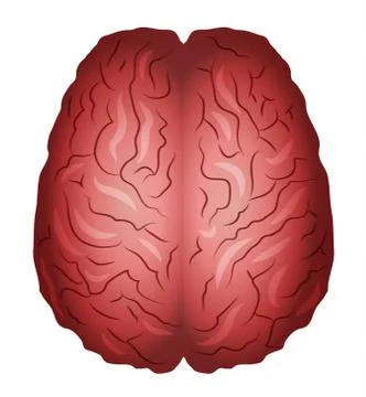 Human brains Stock Illustration