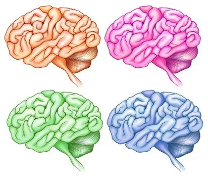Human brains 库存插图