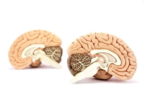 Human brains model isolated on white background Stock Photos