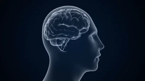 Human brian study on diagnostic computer display. 3d animation. Video stock 127259307