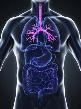 Human Bronchi Anatomy Stock Illustration