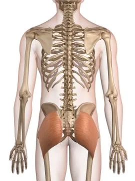 Human buttock muscles, illustration Stock Illustration