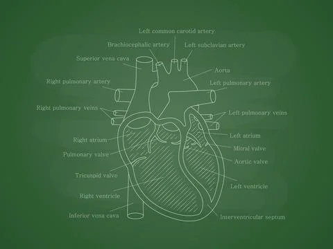Human cardiac system with descriptions. Educational diagram with human heart Stock Illustration