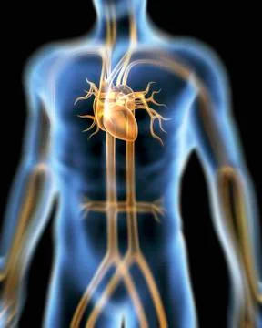 Human cardiovascular system, artwork Stock Illustration