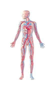 Human cardiovascular system; artwork Stock Illustration