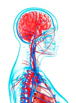 Human cardiovascular system, artwork Stock Illustration