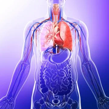 Human cardiovascular system, artwork Stock Illustration