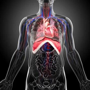 Human cardiovascular system, artwork Stock Illustration