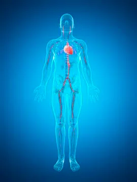 Human cardiovascular system, artwork Stock Illustration