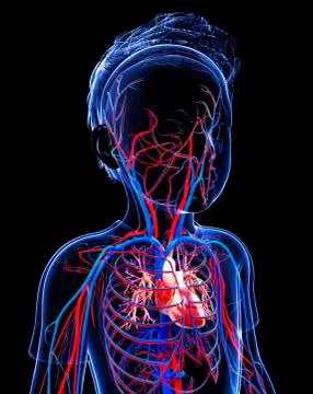 Human cardiovascular system, artwork Stock Illustration