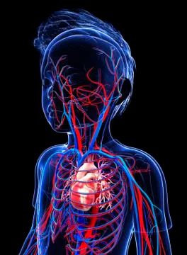 Human cardiovascular system, artwork Stock Illustration