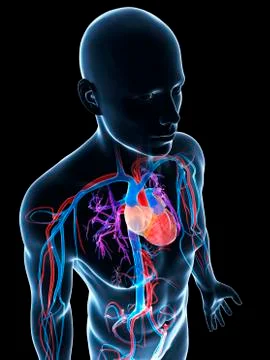 Human cardiovascular system, illustration Stock Illustration