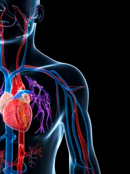 Human cardiovascular system, illustration Stock Illustration