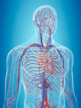 Human cardiovascular system, illustration Stock Illustration
