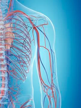 Human cardiovascular system, illustration Stock Illustration