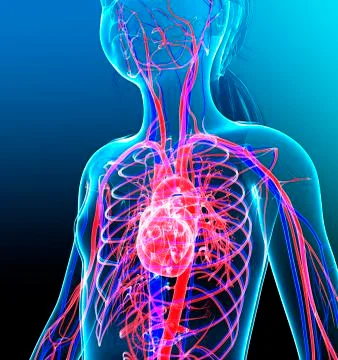 Human cardiovascular system, illustration Stock Illustration
