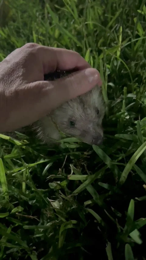 A human is caressing a hedgehog by night Stock-Footage 337134949