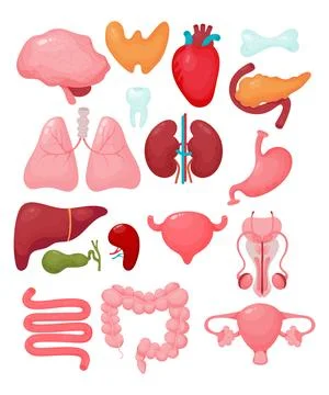 Human cartoon organs. Brain, thyroid, heart, male reproductive organ, uteru.. Stock Illustration