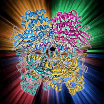 Human catalase, molecular model Stock Illustration