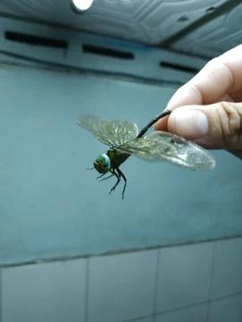 Human catch a dragon fly Stock Photos