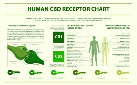 Human CBD receptor chart horizontal infographic Stock Illustration