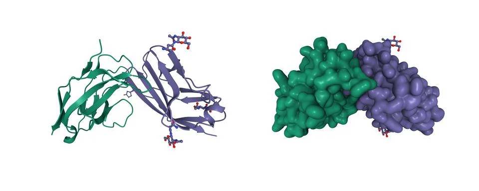Human CD47 (violet) bound to human signal-regulatory protein alpha (green) Illustrazione stock