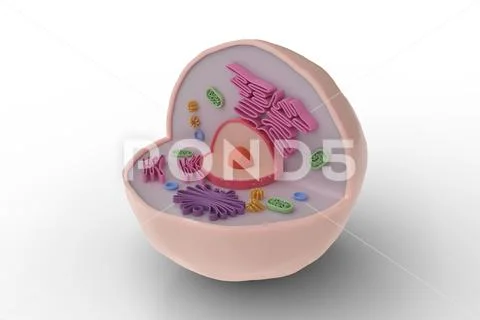 Human cell anatomy structure isolated on white background. 3D rendered ...