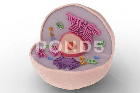 Human cell anatomy structure isolated on white background. 3D rendered ...