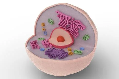 Human cell anatomy structure isolated on white background. 3D rendered illust Stock Illustration