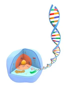 Human cell and DNA, artwork Illustrazione stock