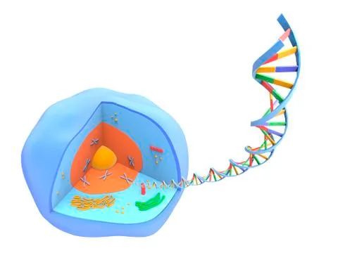 Human cell and DNA, artwork Illustrazione stock