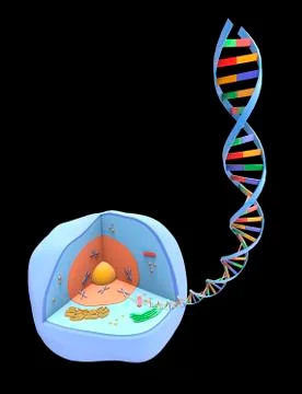 Human cell and DNA, artwork Illustrazione stock