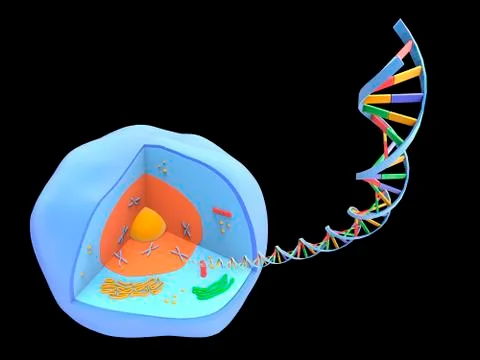 Human cell and DNA, artwork Illustrazione stock
