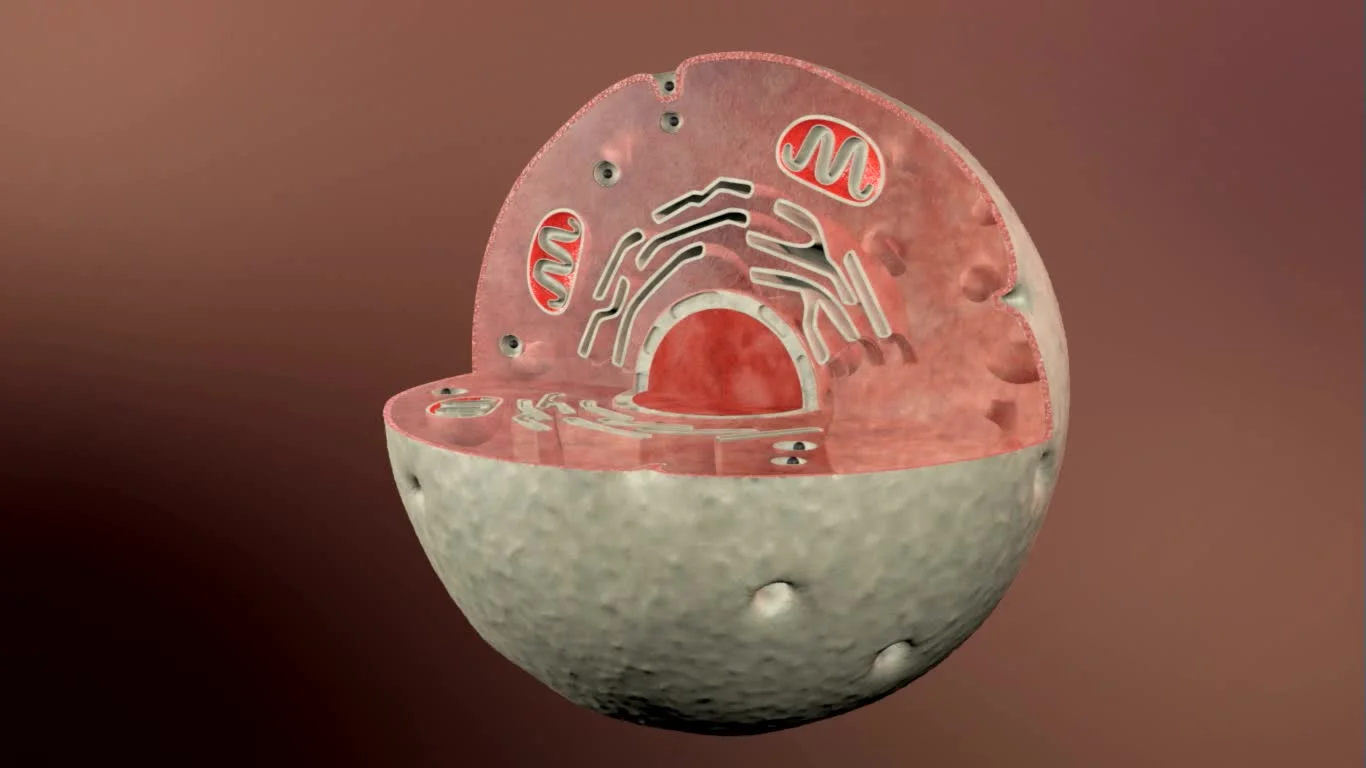 human cell animation | Stock Video | Pond5 human cell animation | Stock Video | Pond5