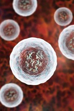 Human cell with chromosomes Stock Illustration