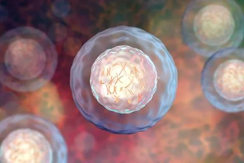 Human cell with chromosomes Stock Illustration